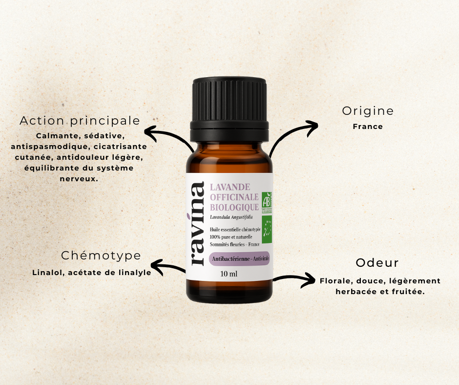 Lavande officinale